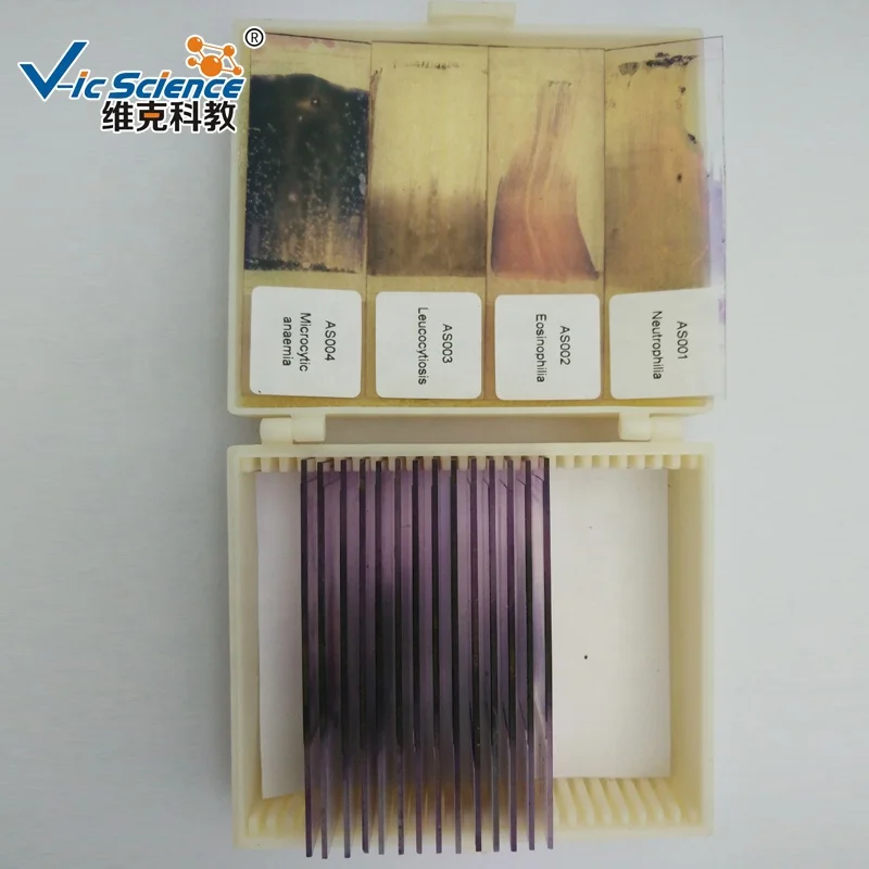 hematology slides blood prepared slide set blood hematology microscope prepared slides