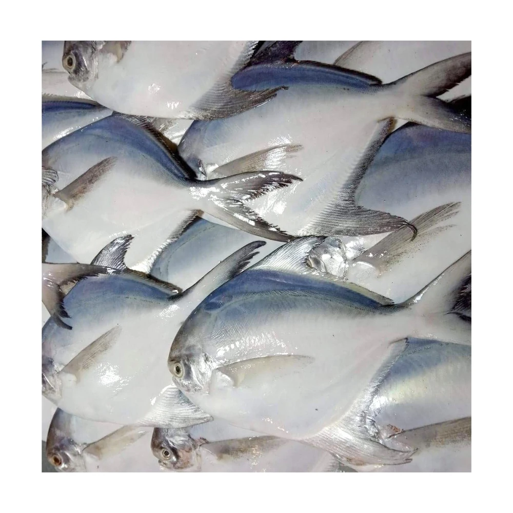 Frozen white pomfret fish frozen silver pomfret fish frozen silver pomfret exports