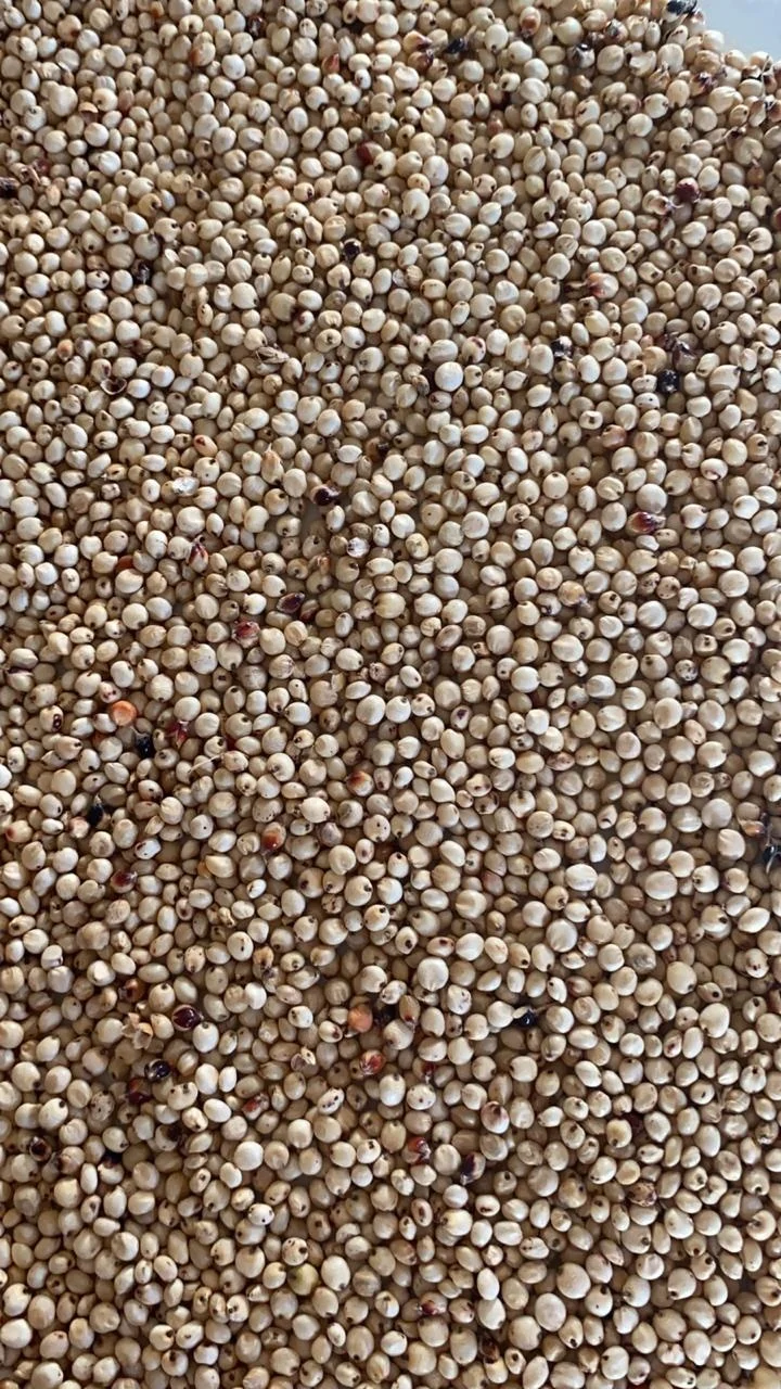 Machine Cleaned best quality Dried Sorghum Seeds