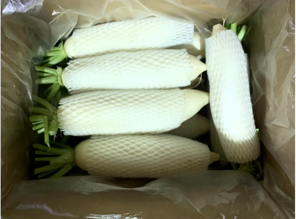 The great PIZHOU radish normal white & spicy high, new crop and well preserved in storage