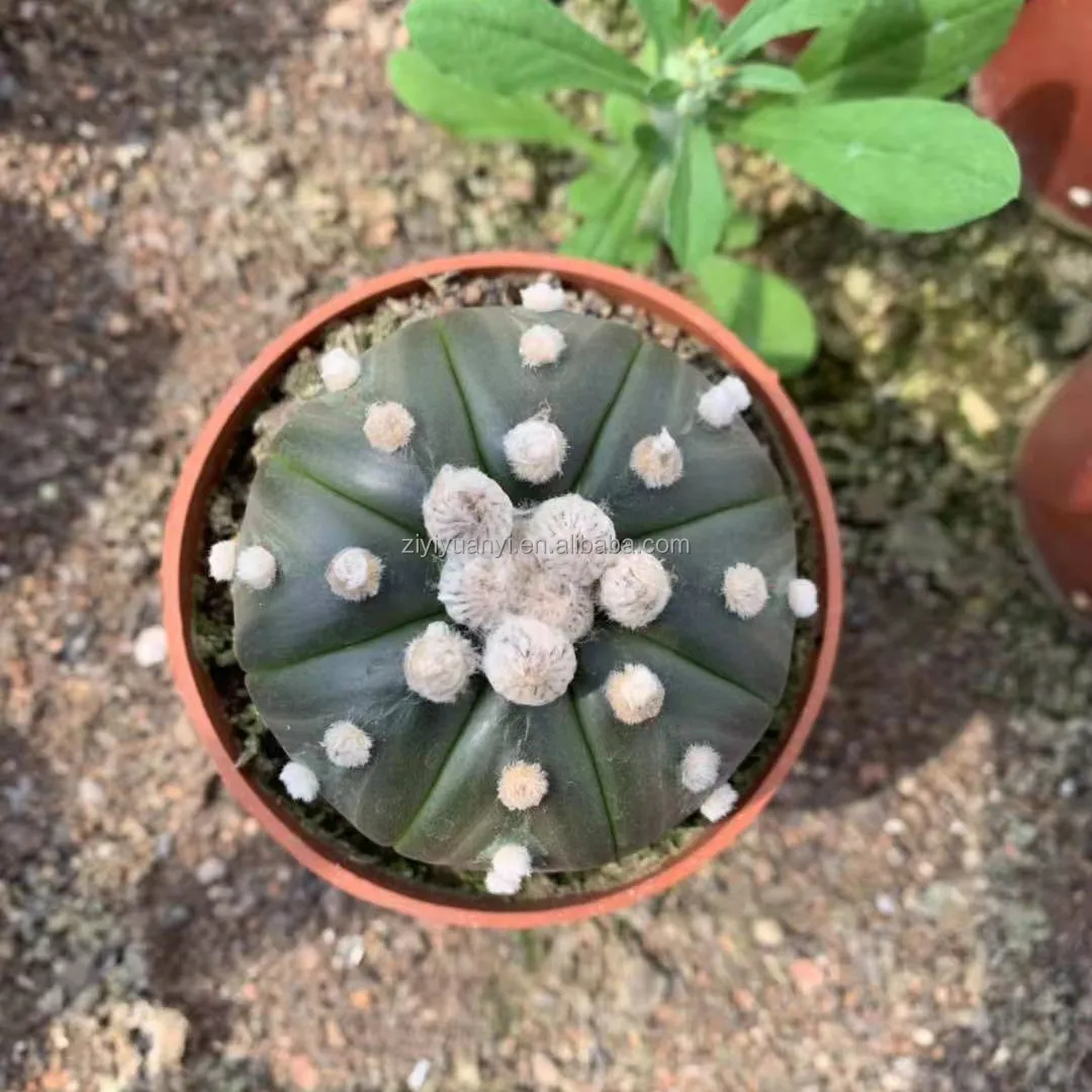 
Wholesale cactus natural plant woody plants Seed plant Astrophytum cactus blooming cactus 