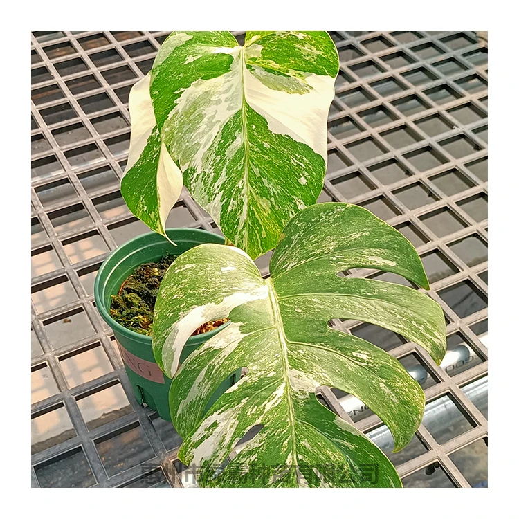 
Wholesale price artificial indoor natural plant Monstera deliciosa plants bonsai 