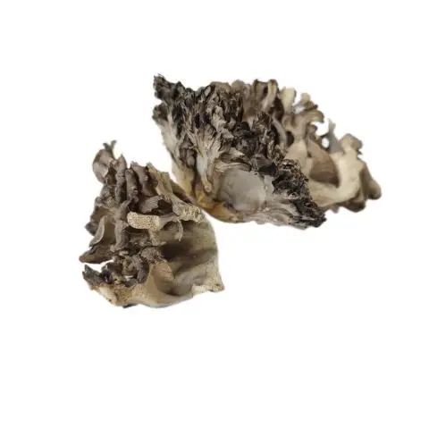 Wholesale Hui shu hua Premium Quality Maitake Dried Mushroom Grifola frondosa in Raw Ad Drying Process