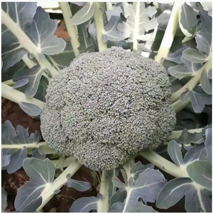 2022 Hot Sale High Quality No Frozen Healthy Natural Broccoli Farm Fresh Picking Broccoli