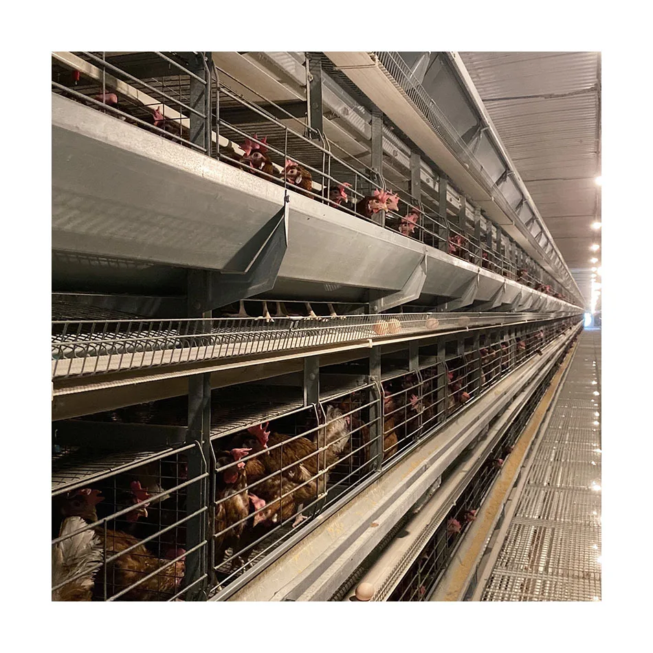 Автоматическая клетка яичный слой для цыплят и птицеводства оборудование укладки куриной фермы