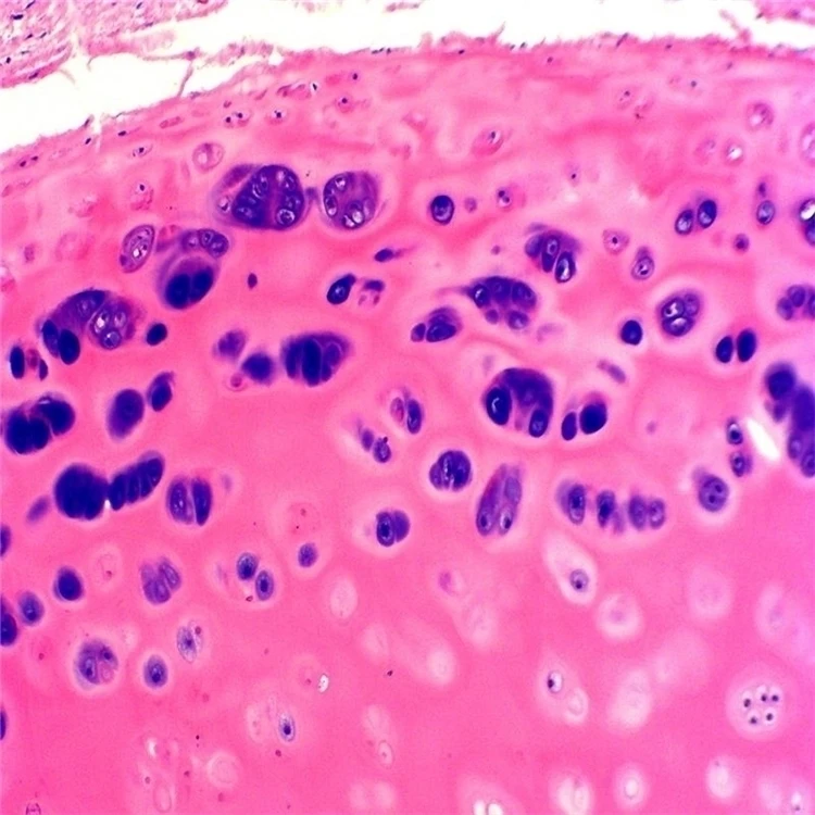 Factory Microscope Prepared Teaching Slides Professional Led Binocular Biological Lab Using Microscope Prepared Teaching Slides