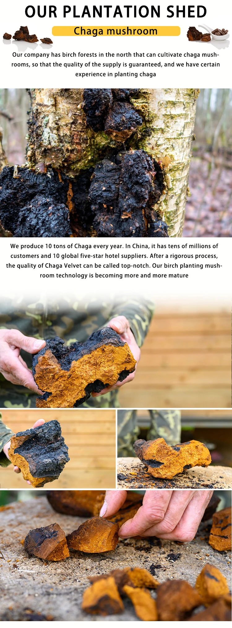 High Quality Birch mushroom Ganoderma lucidum cultivate wild Black Lingzhi Brown Hole Chaga Siberian Lingzhi