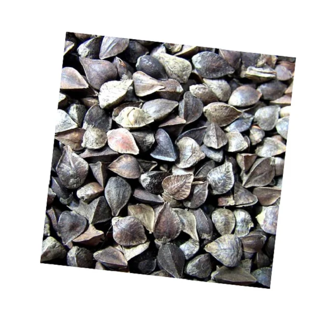 Свежая Украина корпус Оптовая продажа гречневая шелуха оптом для горячей продажи