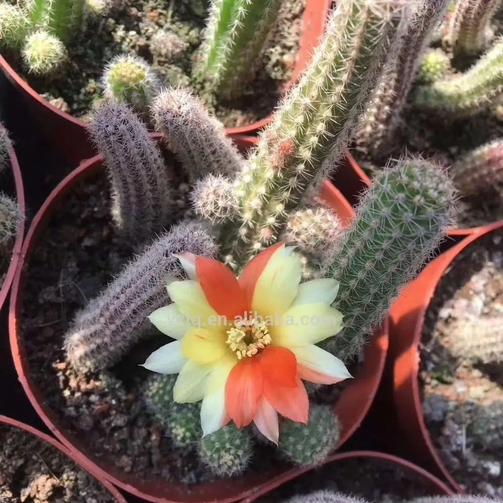 Wholesale cactus plants live cactus  Echinopsis chamaecereus Peanut Cactus  Natura plant for sale