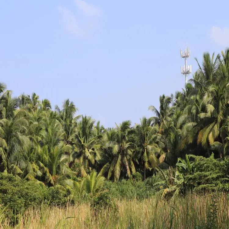 
Best quality hainan coconut jelly for fashion drink 