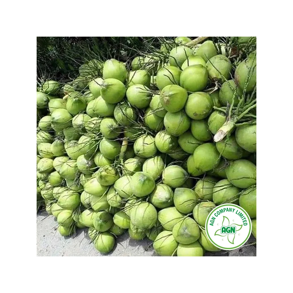 Wholesale Price Market Price of Coconut OEM/ODM Service From Viet Nam Manufacturer +84962246940