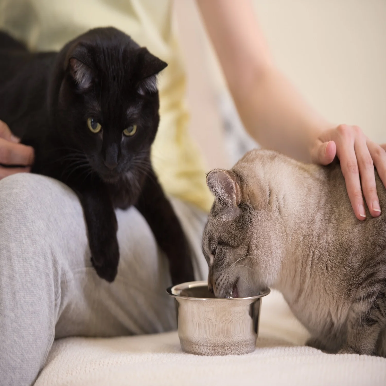  Котенок кошка рыба курица оптом еда для домашних животных сухой корм