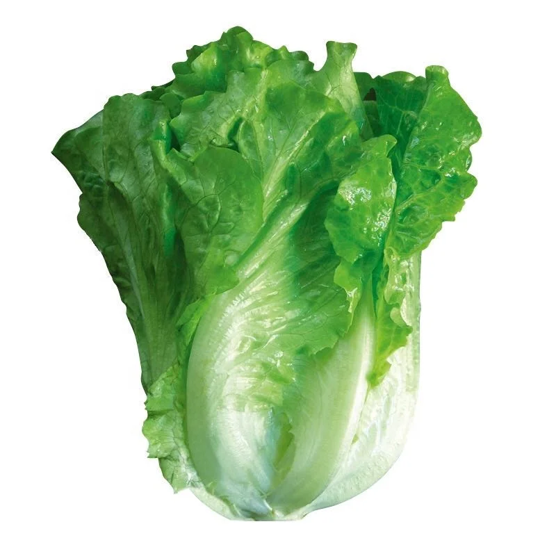 
Chinese Best Quality Hybrid F1 Hamburger Lettuce Seed High Yield 