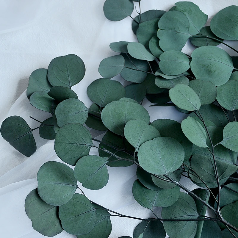 dried leaves and flowers real natural eucalyptus preserved flowers and plants dried flowers plants eucalyptus leaves for decor