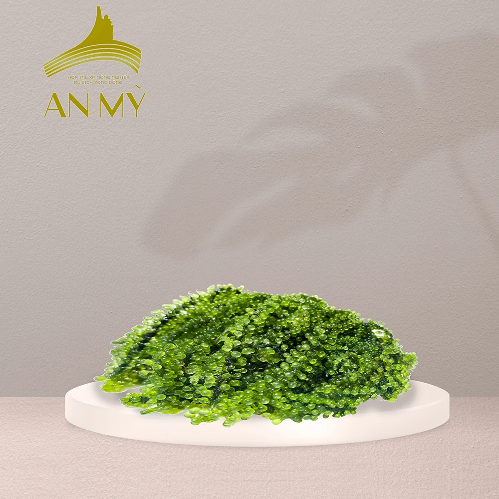 Top Grade Product Organic Green Food Sea Grapes From Viet Nam Dried Seasoned Seaweed