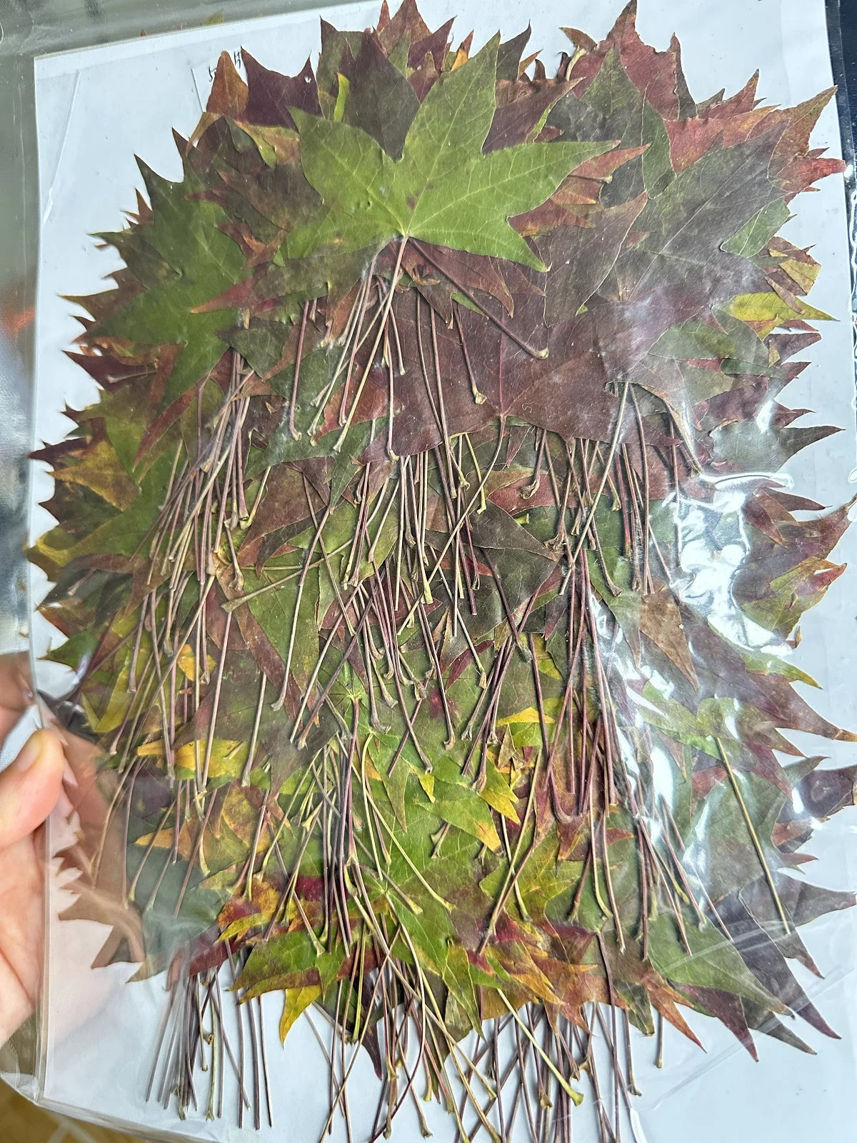 500pcs/pack Sweetgum Autumn Leaf Pressed Botanical Pressed Leaves For Photo Frame Epoxy Resin