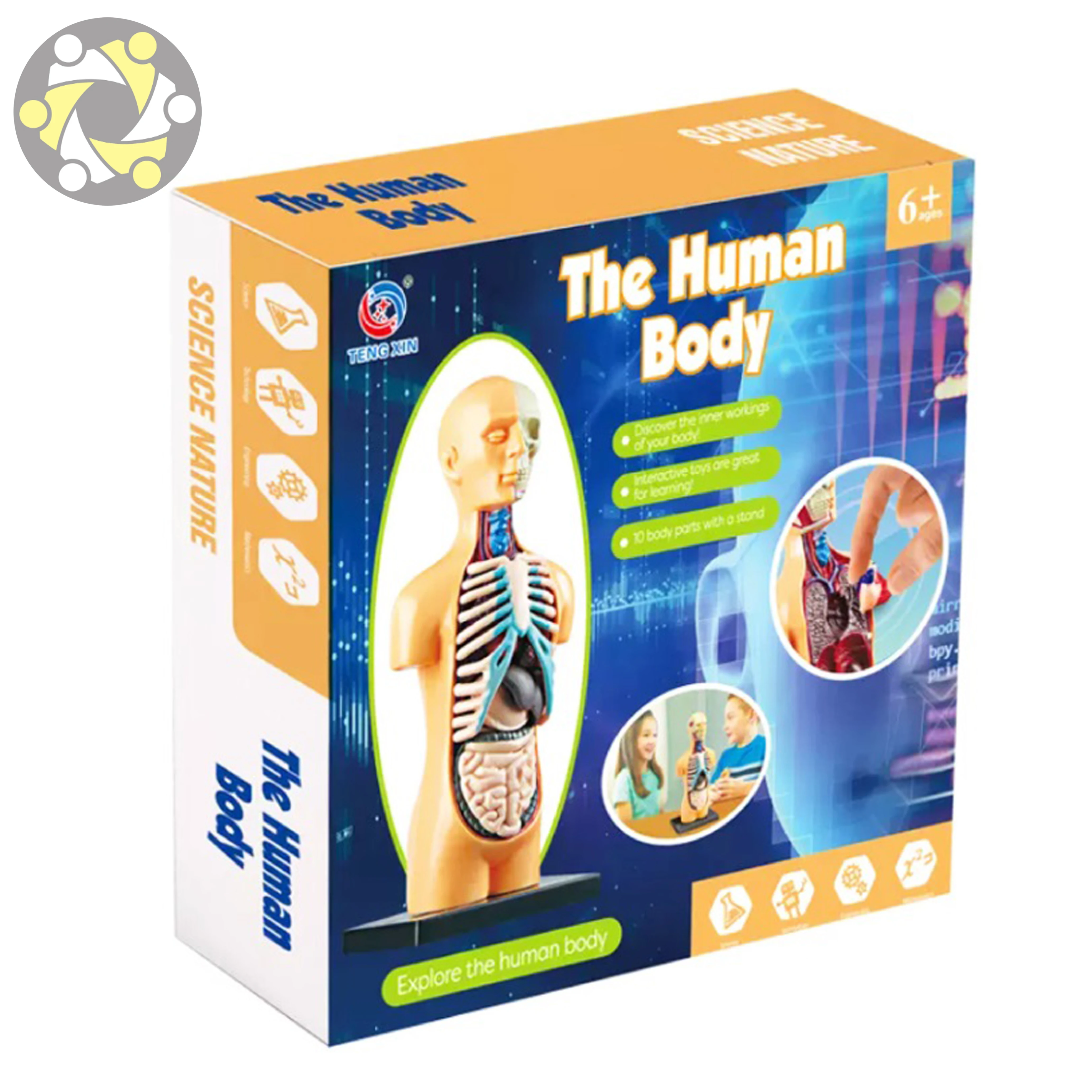 Human Body Assembly Model Science Education Toy