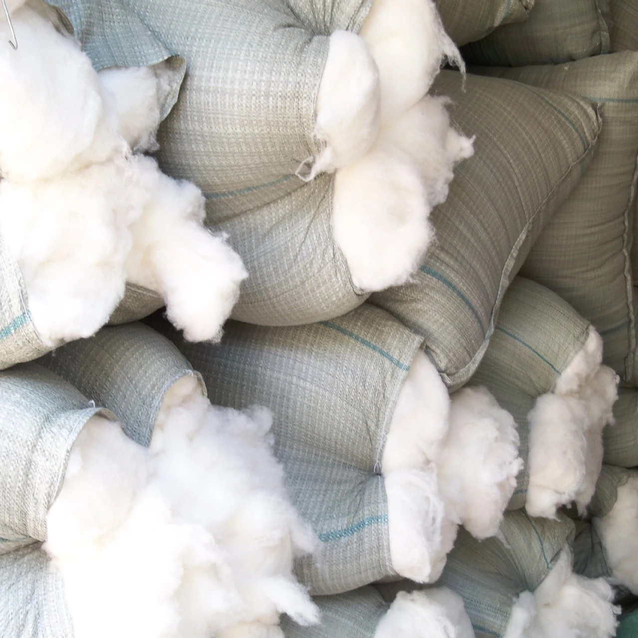 Top quality white wool in China