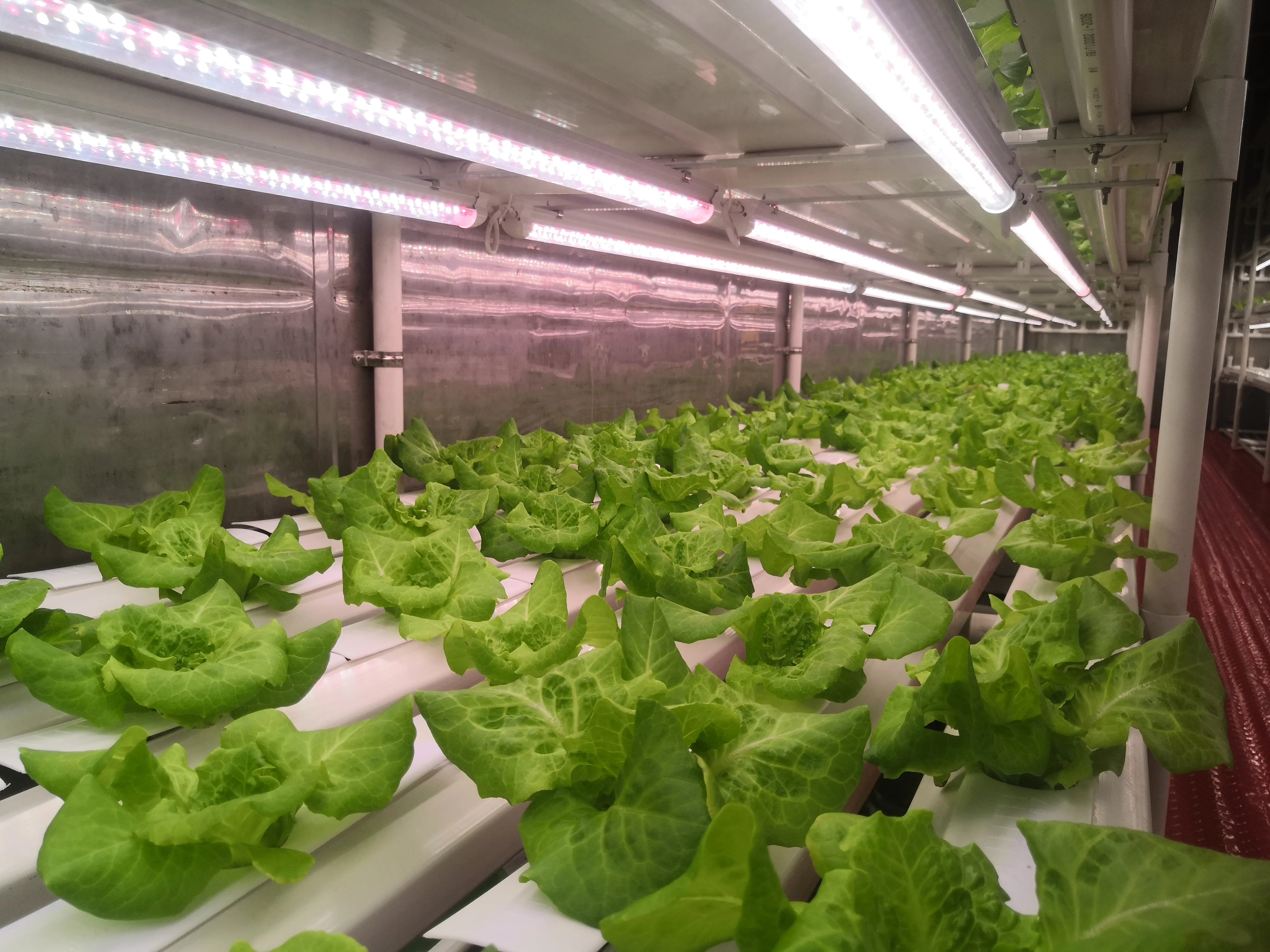 Hot style  Automatic Irrigation Hydroponics System for Vegetables