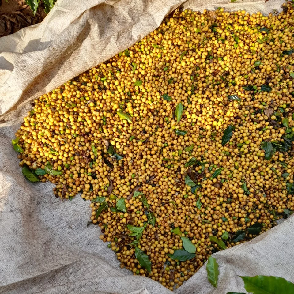 Premium Quality 100% Natural Green Arabica Coffee Bean Agricultural Products Green Coffee Bean For Export