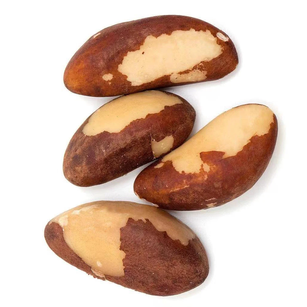 Wholesale Price Raw and Roasted Cheap Price Bertholletia excelsa