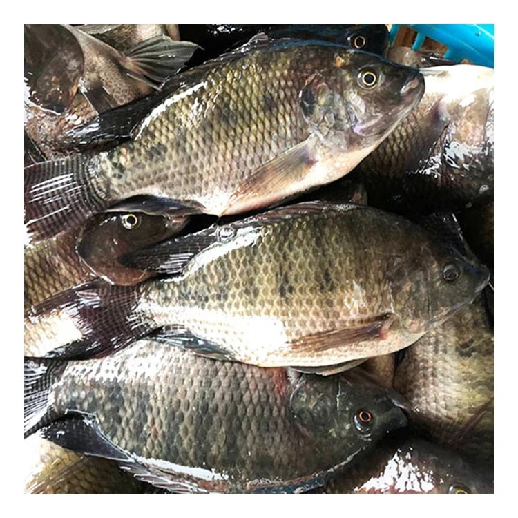 Premium Quality Tilapia for Tilapia Frozen Whole Round Tilapia Fish with all size