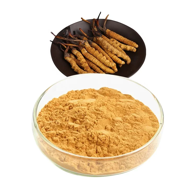 
Yartsa gunbu Powder Cordyceps Militaris Extract Cordyceps Mycelium Extract 