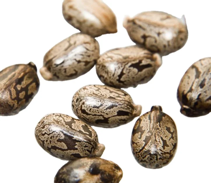 1kg beans oil extraction clean dried raw castor seeds for sale