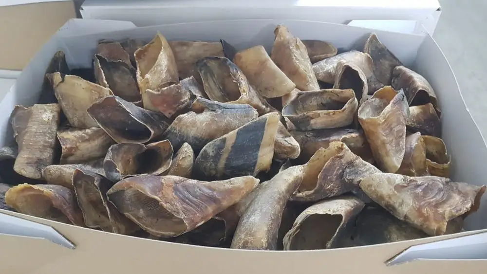 Горячая Распродажа Высококачественная замороженная копыта для крупного рогатого скота