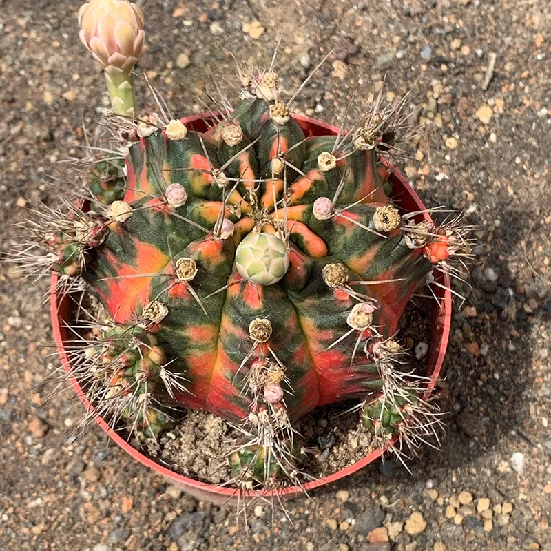 
Low price natural beauty real plant cactus gymnocalycium mihanovichii variegata for sale 