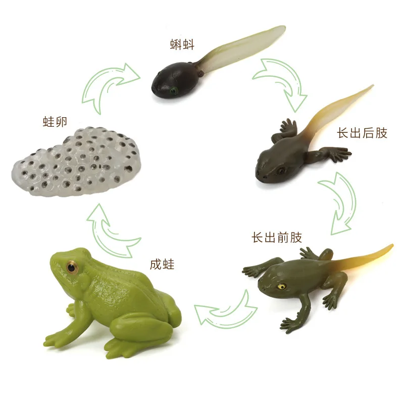 Simulation Animal Model Butterfly Hen And Frog Tortoise Mosquito Growth Cycle Toys