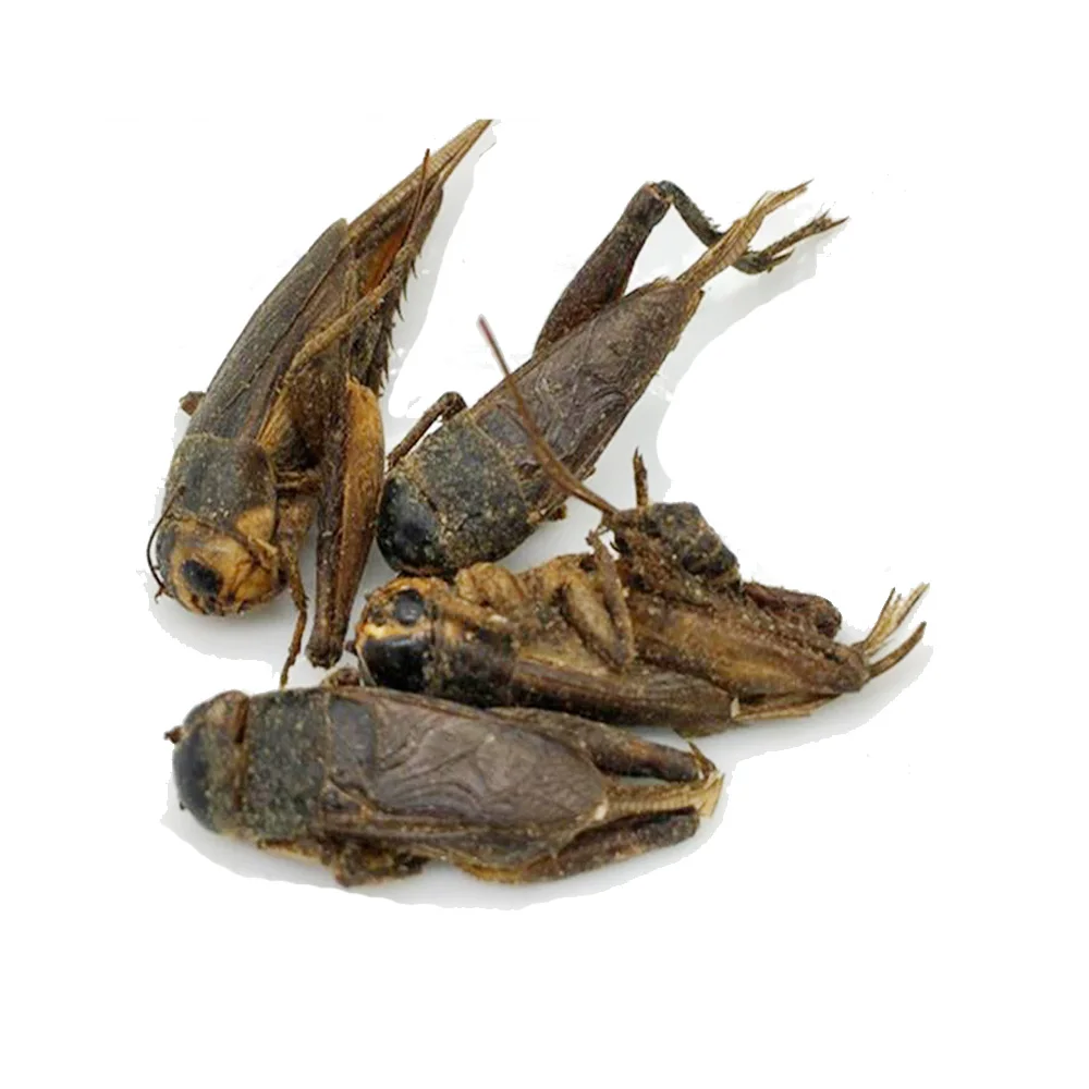 
factory private label natural high quality pet food Dried Crickets for reptiles fish bird food 