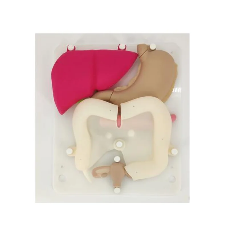 BIX-FQJ01 обладает хорошей тренировочный эффект и высокая моделирования симуляция тренировочная силиконовая модель