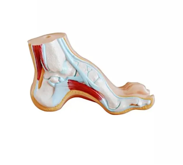Anatomical Model of Human Foot for Medical Teaching, Used in Various Teaching Scenarios