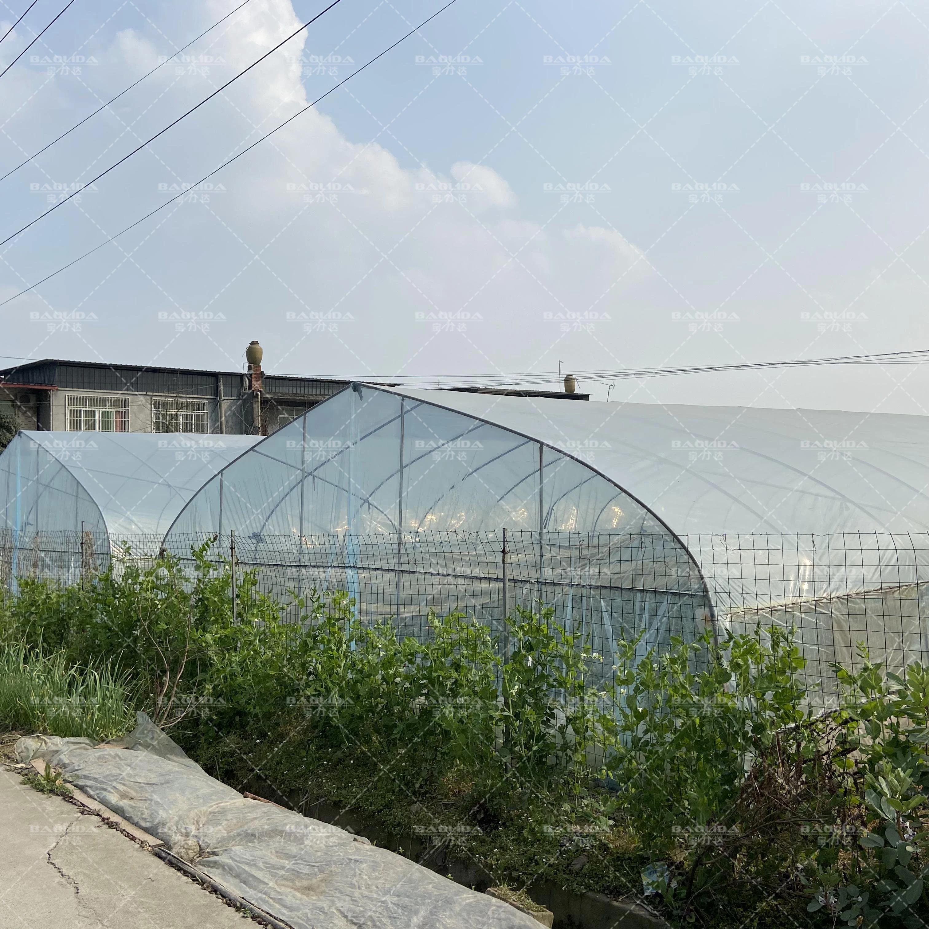 Aquaponic Tomato Greenhouse For Sale