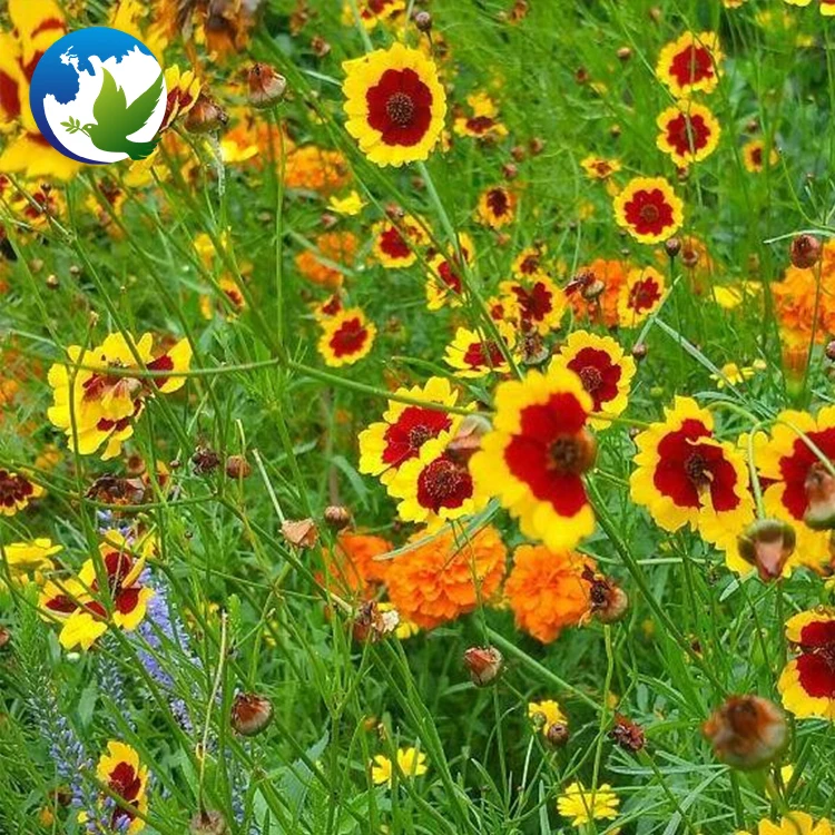 
summer ornamental carnation tropic beautiful cut flower seeds supplier perennial flowers plant seed 