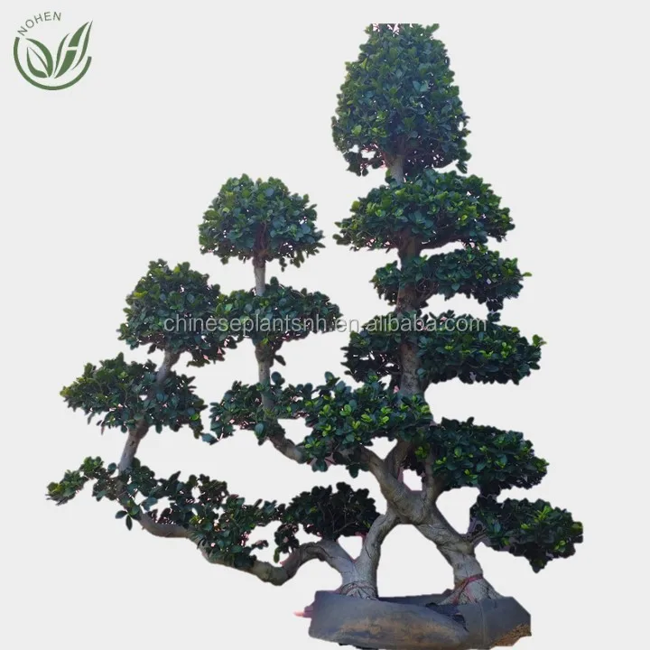 
 Натуральное дерево, оригинальное название растений, уличное растение, оптовая продажа фикус деревьев  