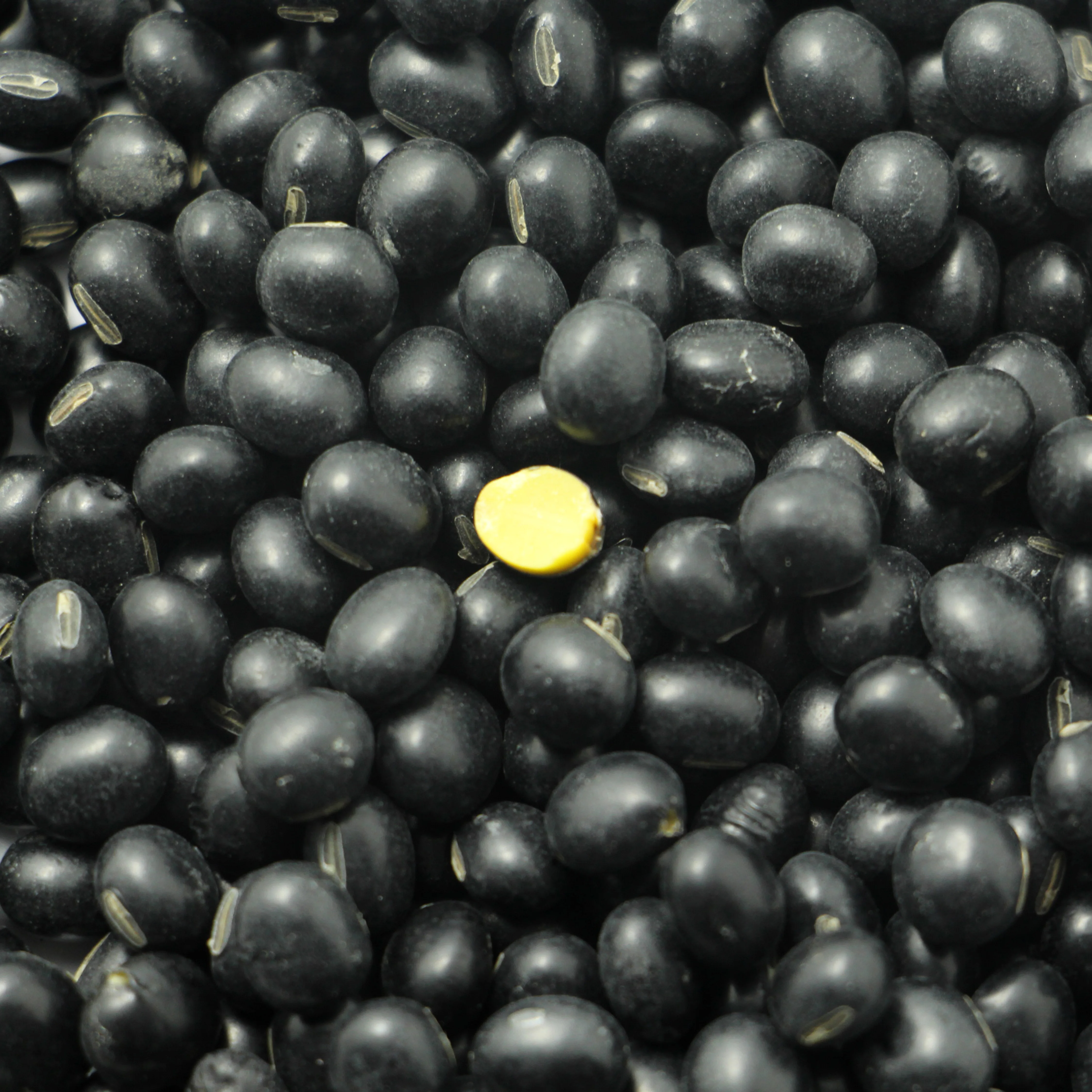 
colorful beans for soy milk 