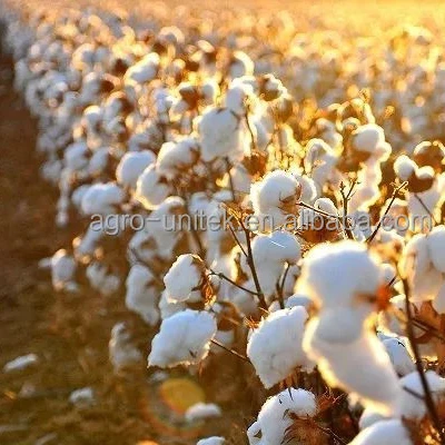 Insecticide Diazinon 25% EC for Cotton Aphid Diazinon