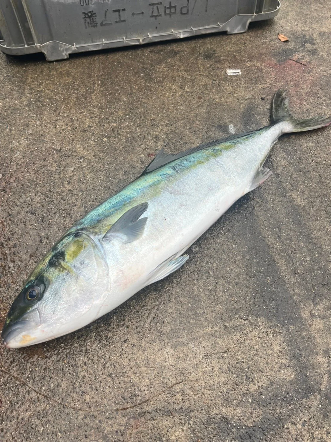 Wholesale Japan crunchy frozen high quality seafood importers trade