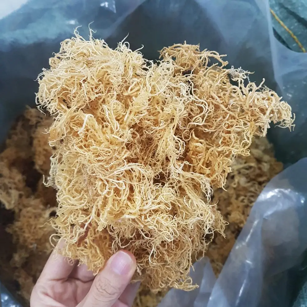 Gold and Purple Seamoss  for Making Gel or Soap With High Quality/+84 932 541 375