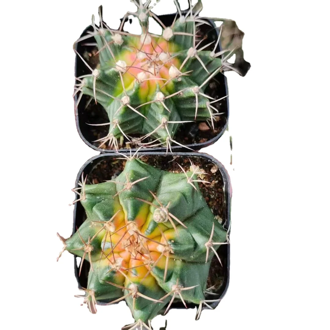 wholesale cactus for garden  huangsemudanjin
