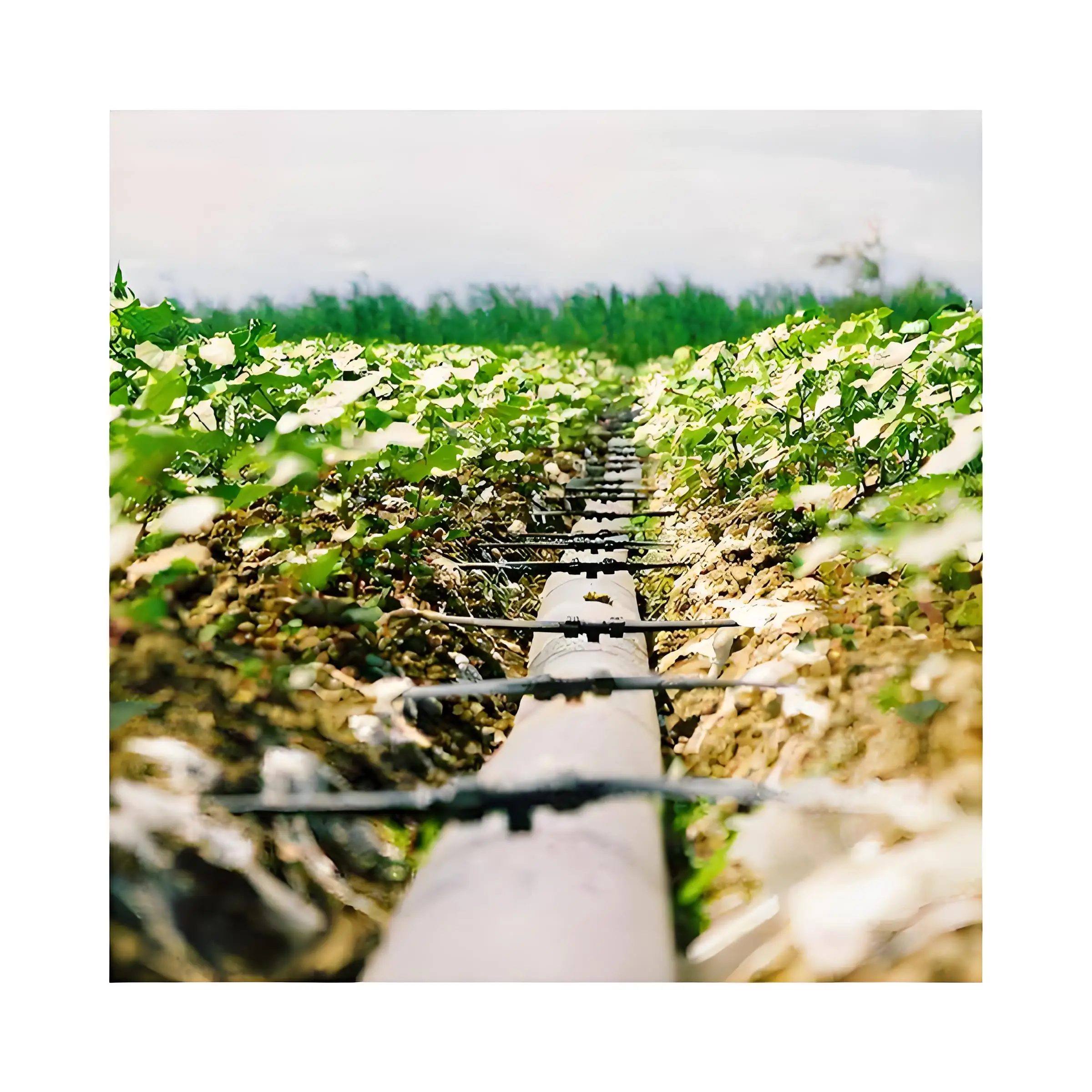 Drip irrigation tube systems for farm irrigation Water Sprinklers Irrigation System