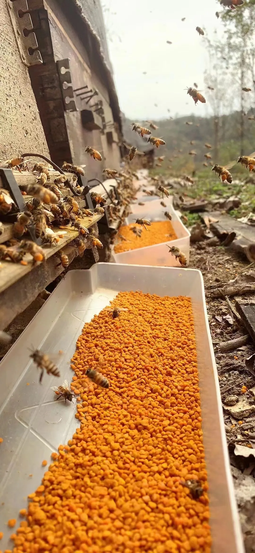 Wholesale High Quality Food Grade  New Fresh  25KG Pure Organic Granulate Lotus  Bee Pollen