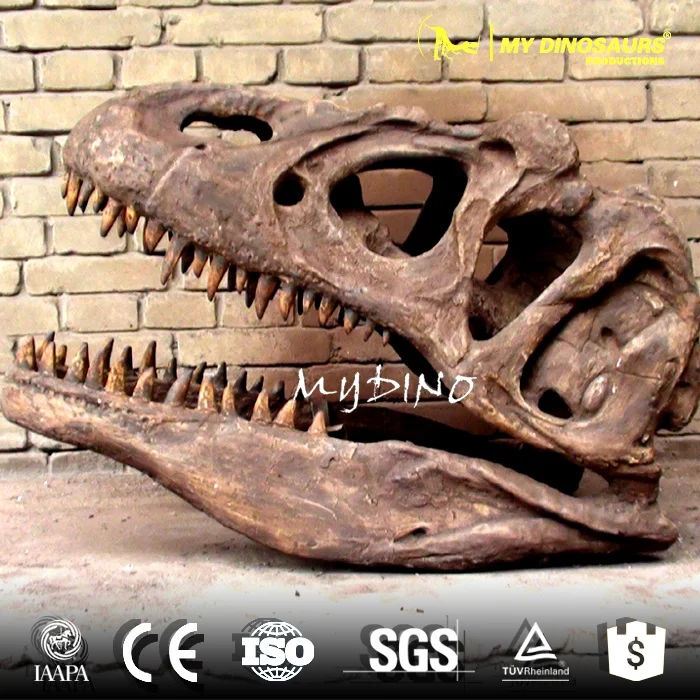 Z My Dino DS-055 оптовая продажа реалистичные скелет динозавра Трицератопс