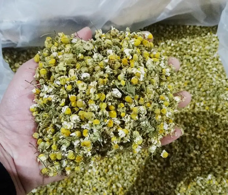 2022 new crop Fresh dried Premium Chamomile flowers tea In loose wholesale price