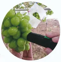 Japanese New Measurement Technique Non-Destructive Sugar Meter