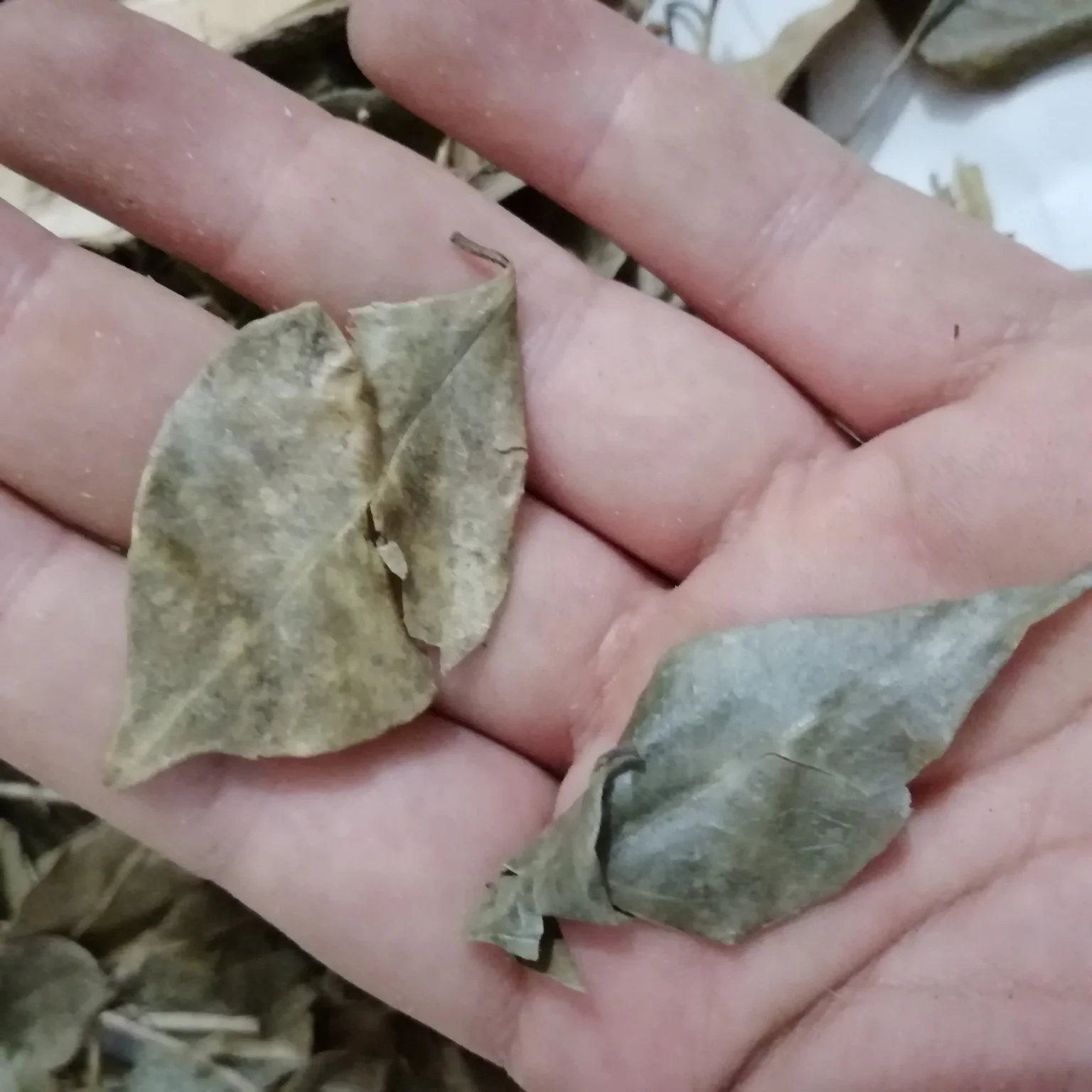 Dried wild herb new dried Dwarf mock Orange Jasmine Murraya exotica stems and leaves for sale