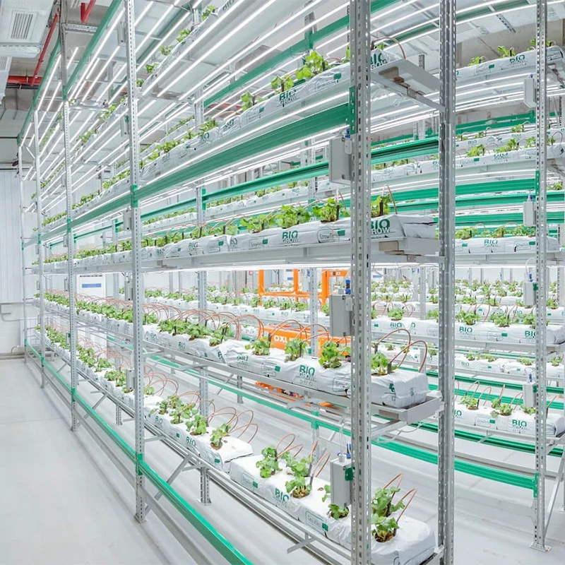 OMANA Indoor strawberry planting equipment Warehouse or greenhouse  indoor growing hydroponic vegetable kit system