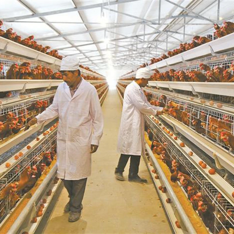 
Animal probiotic Improve livestock immunity bacillus licheniformis 100billion 